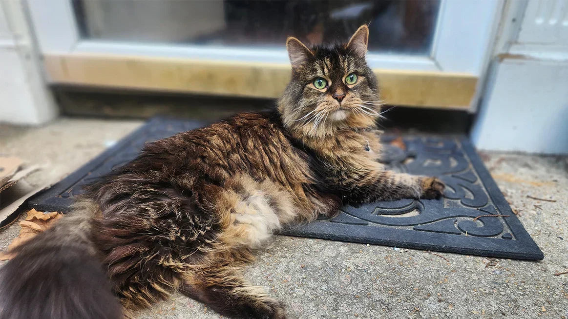 How LitterLens Helps My Cat Fight Feline IBD