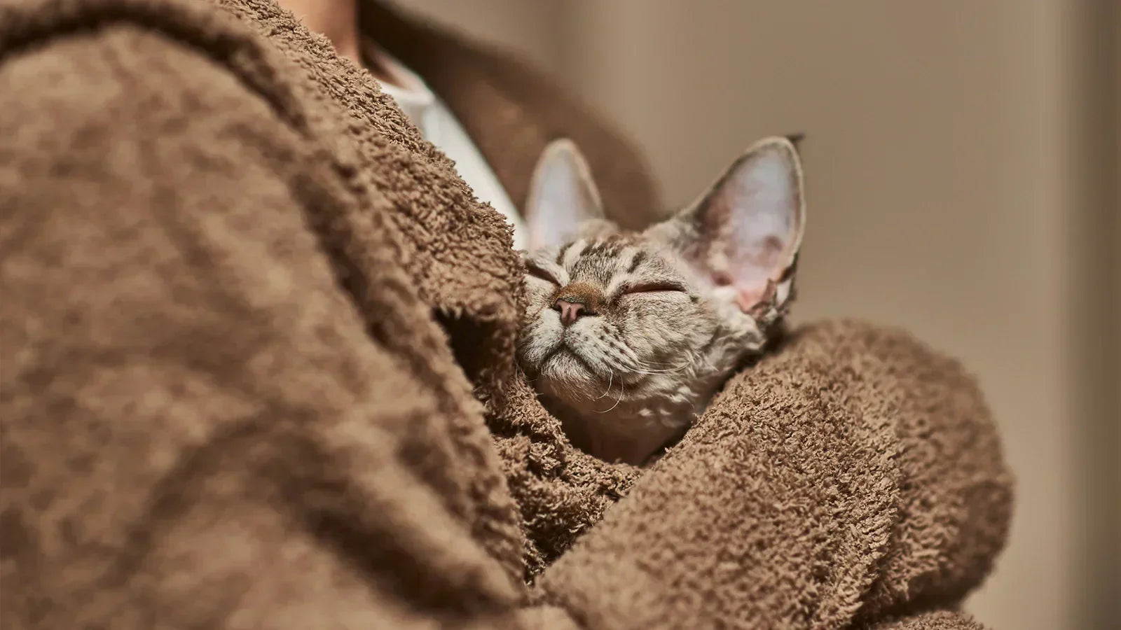 Why Your Cat Peed Outside the Litter Box: It’s Not Spite, It’s a Sign