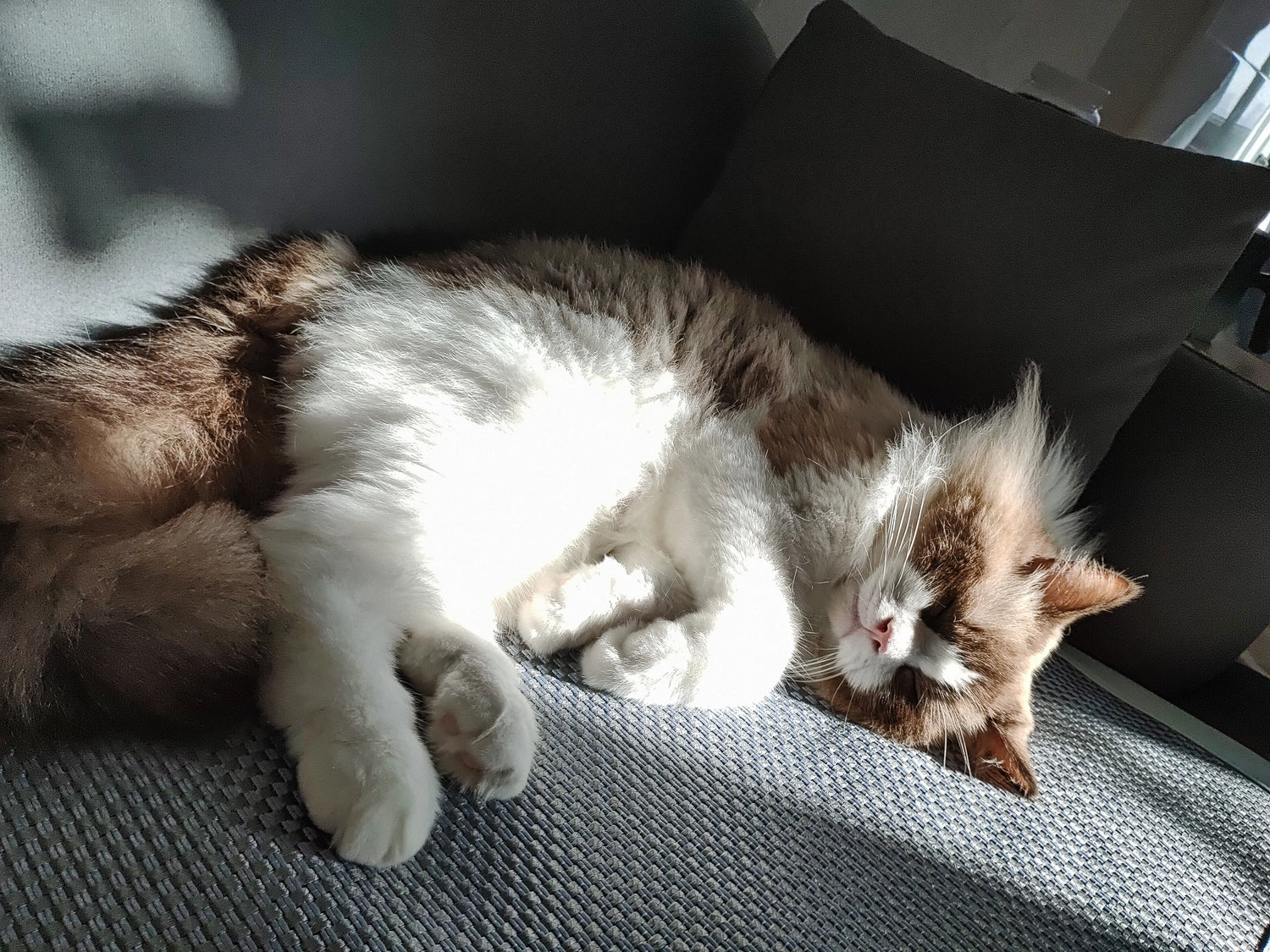 How Can You Make Your Cat's 12-15 Year Lifespan Longer?