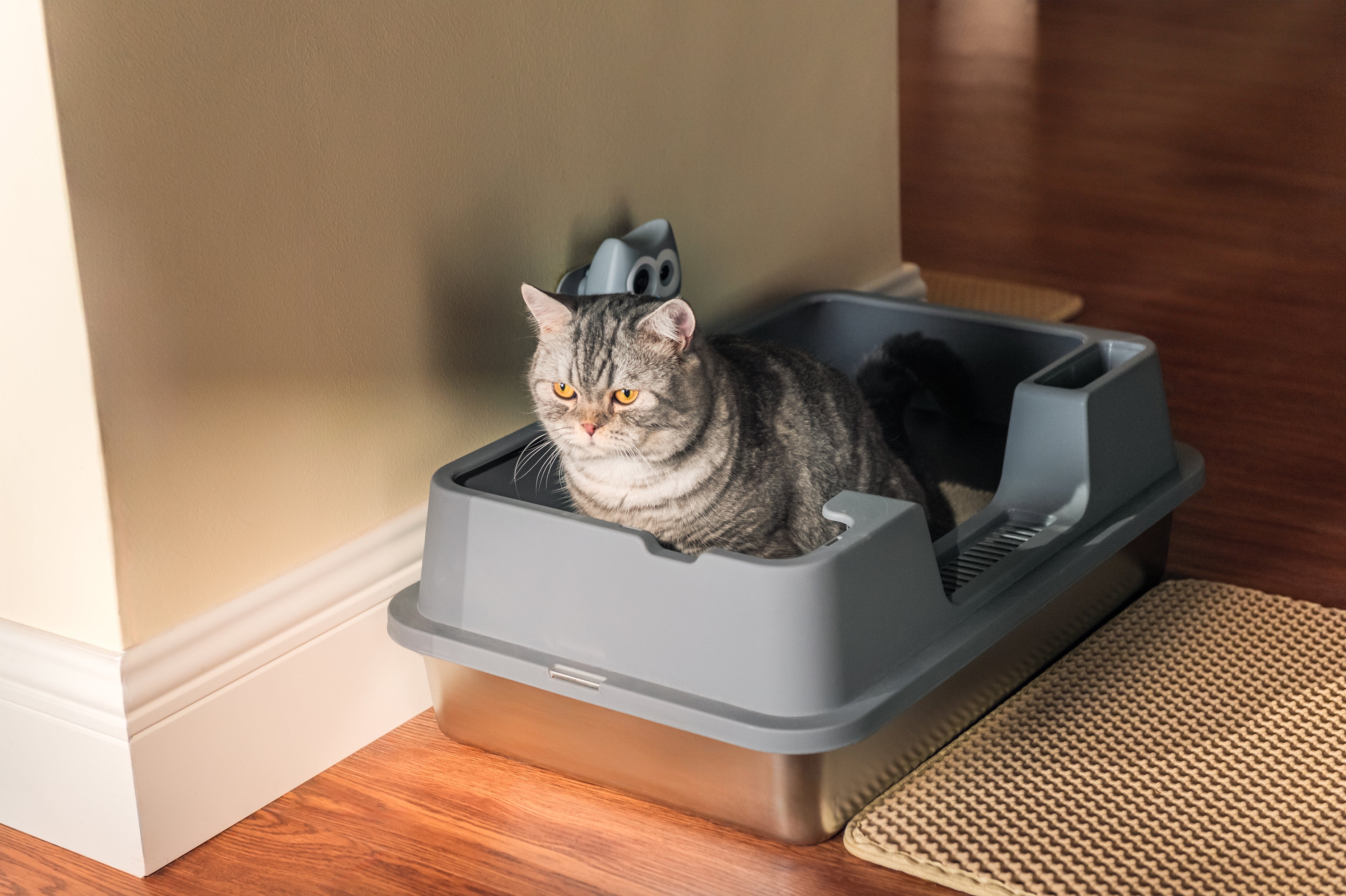 The Science Behind LitterLens: AI-Powered Technology for Monitoring Your Cat’s Health