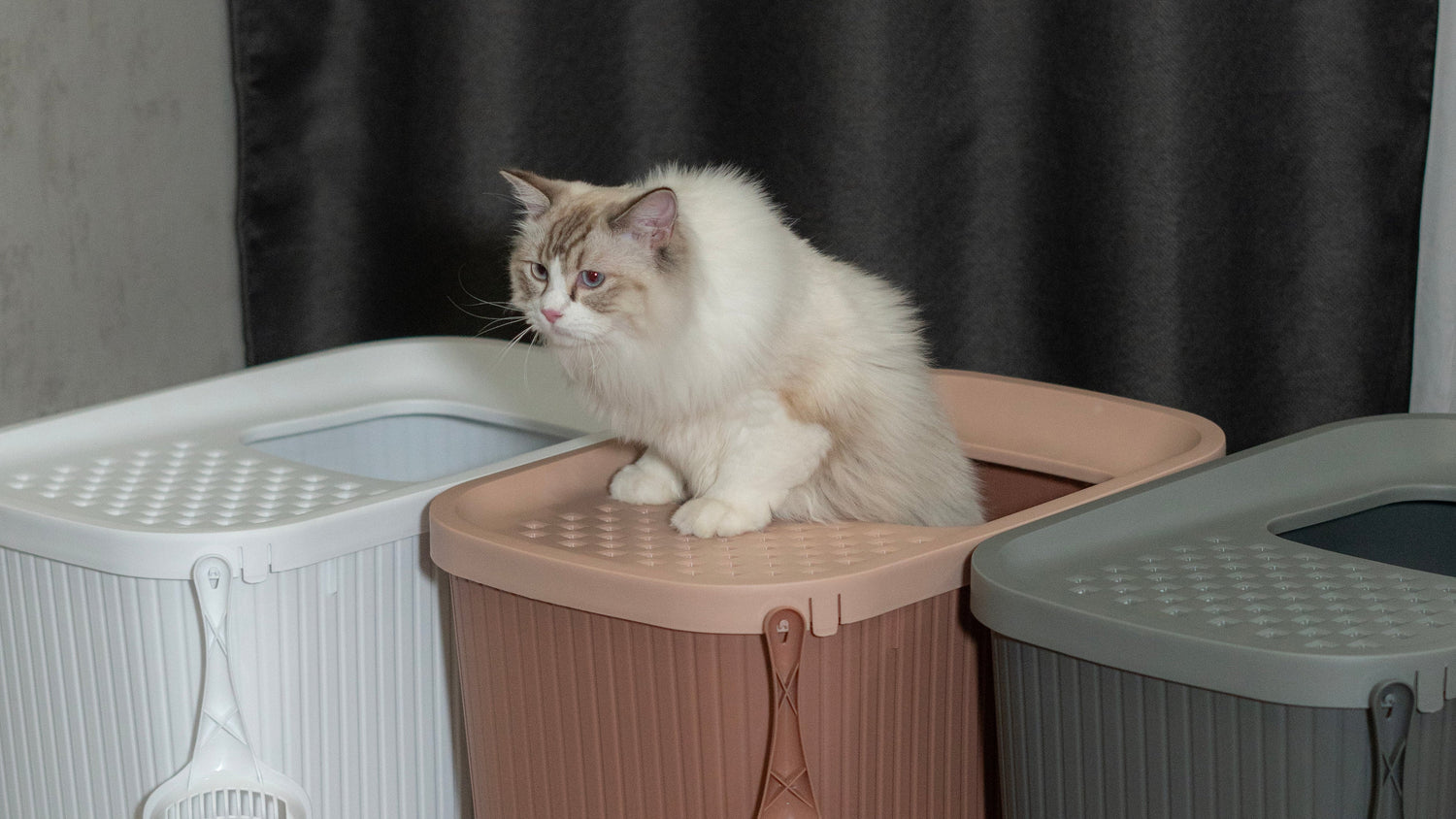 Poo-tential Problems: Why Your Cat's Bathroom Habits Matter