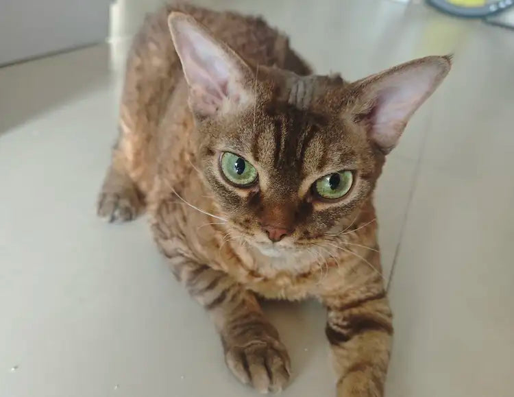 Mastering the Litter Box: Shared by JJ's Parent
