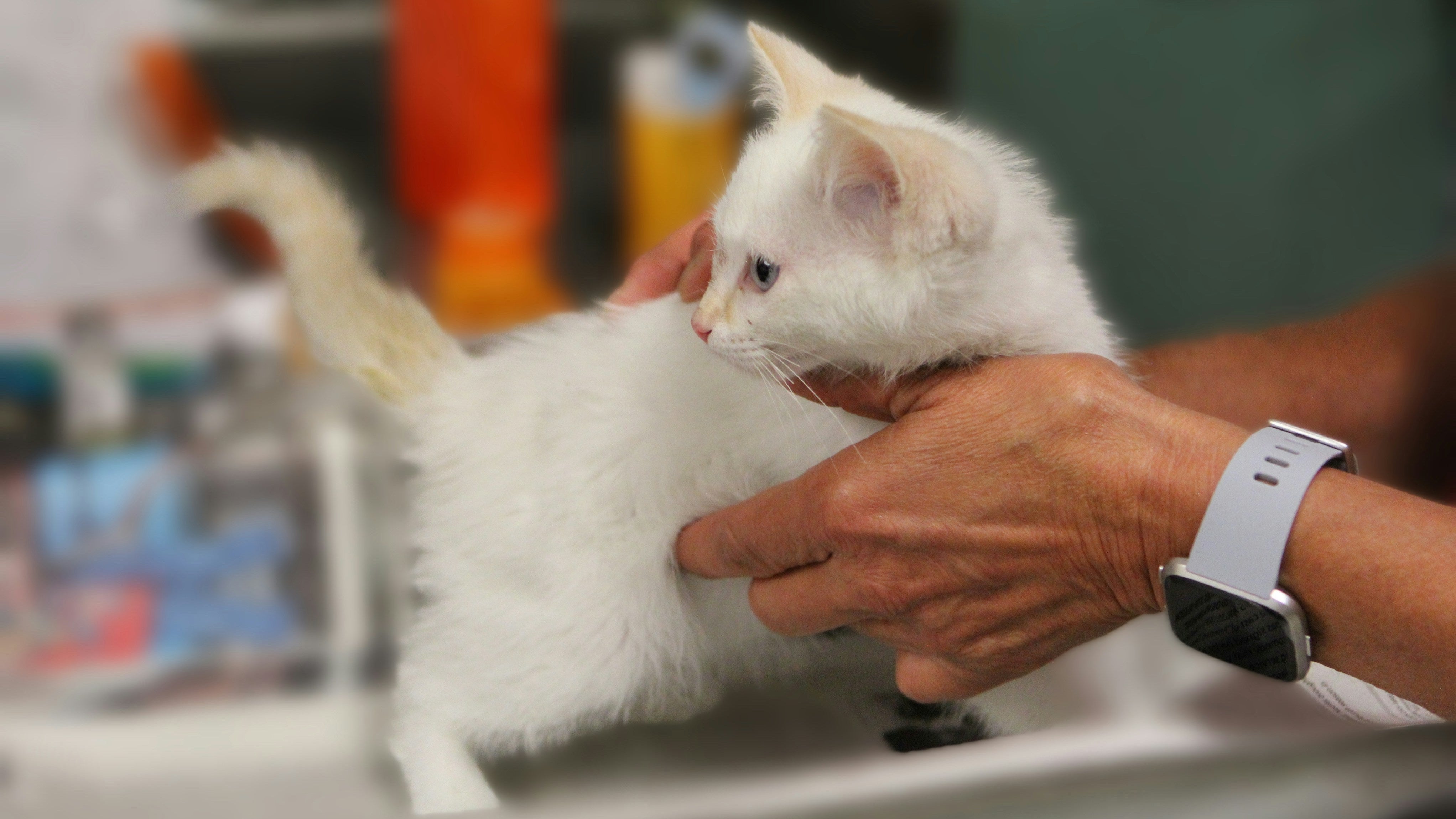 Is Your Cat Healthy? What Different Cat Stool Colors and Shapes Mean