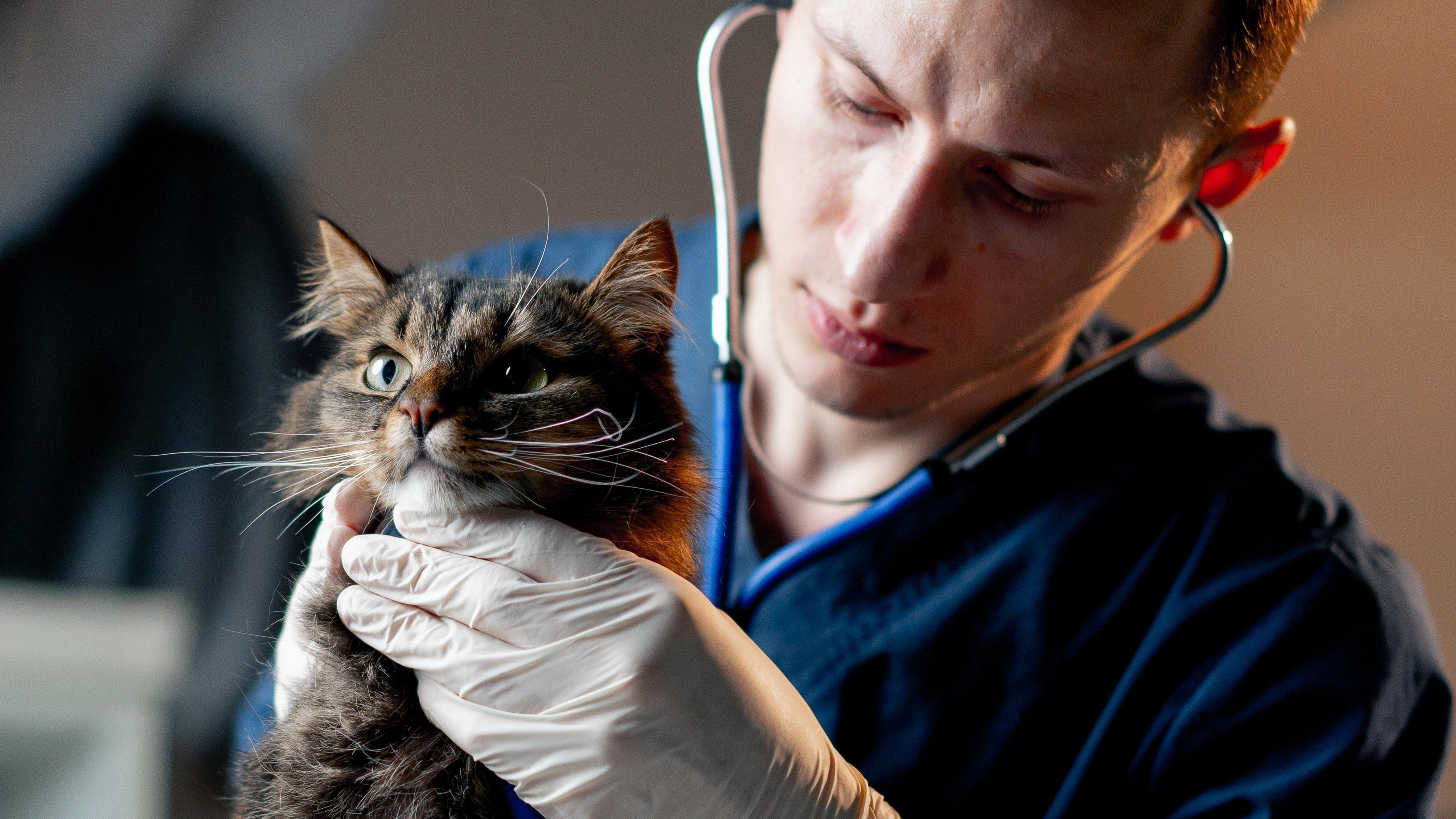 Veterinarian examining a cat during a health check for digestive and stool concerns