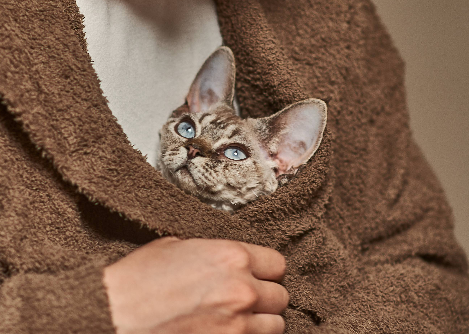 Cat Fecal Score Chart: How to Track Stool Changes for Vets