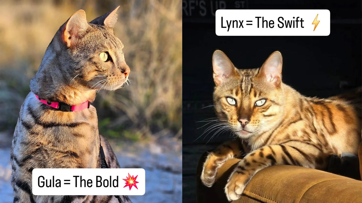 Best Litter Box Camera for Cat Health Monitoring