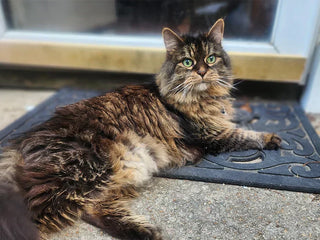 How LitterLens Helps My Cat Fight Feline IBD