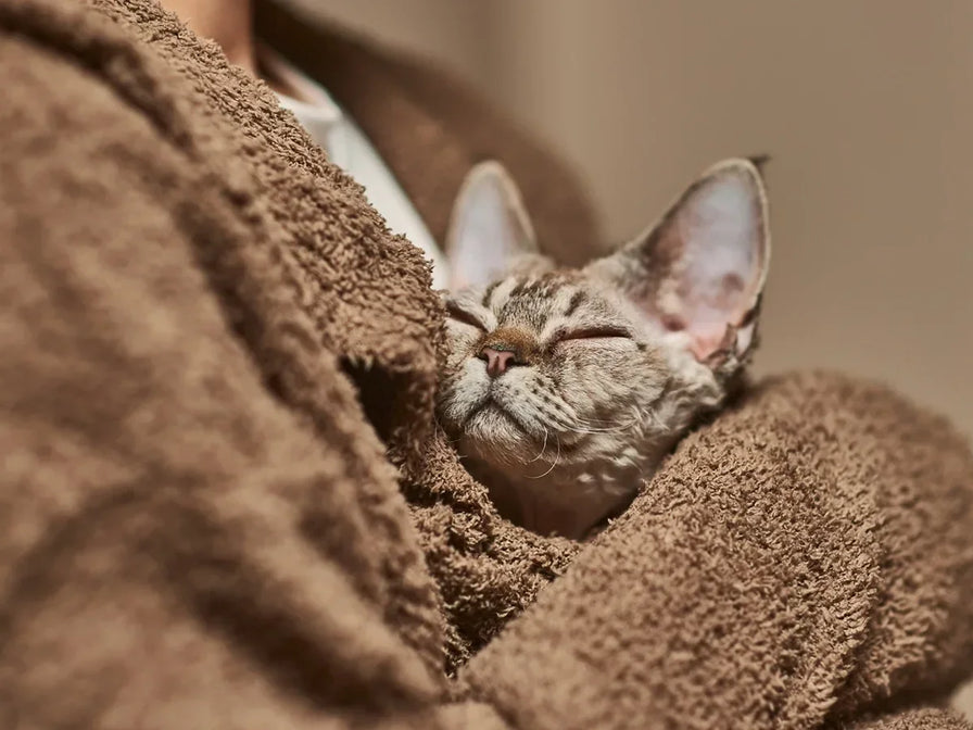 Why Is My Cat's Poop Orange and What Should I Do?