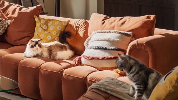 What Are the Best Smart Pet Products for Early Cat Health Detection in 2026?