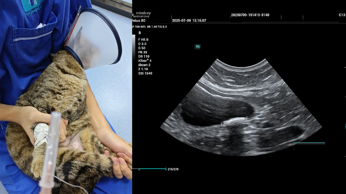 LitterLens Subscription (Care+) for Cat Diarrhea: Worth It?