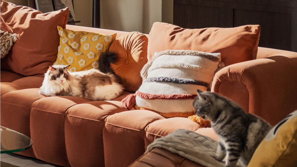 Why Your Cat Peed Outside the Litter Box: It’s Not Spite, It’s a Sign