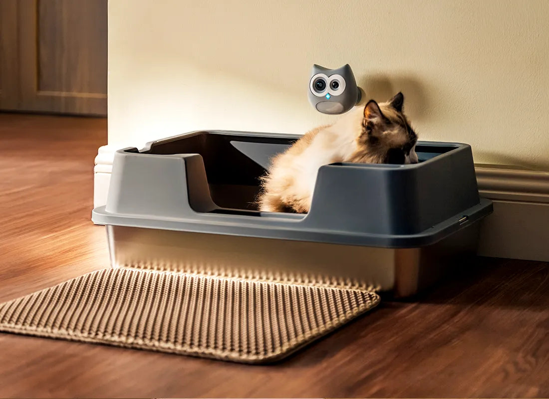 Senior Cat Litter Box: Low-Entry, Stable Setup
