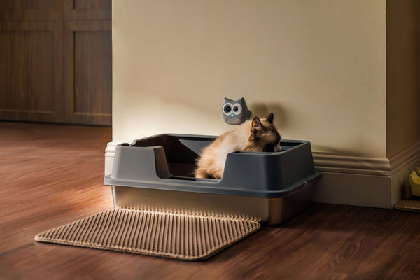 Siipet Introduces LitterLens for Smarter Cat Care