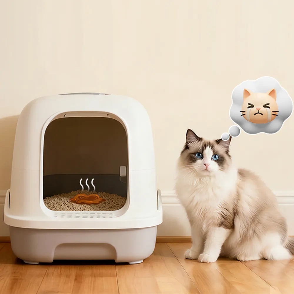 Ragdoll cat beside litter box noticing smelly cat waste