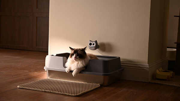 Siipet Introduces LitterLens for Smarter Cat Care