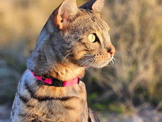 Litter Box Monitor for a Multi-Cat Home: Finding Which Cat Has Soft Stool