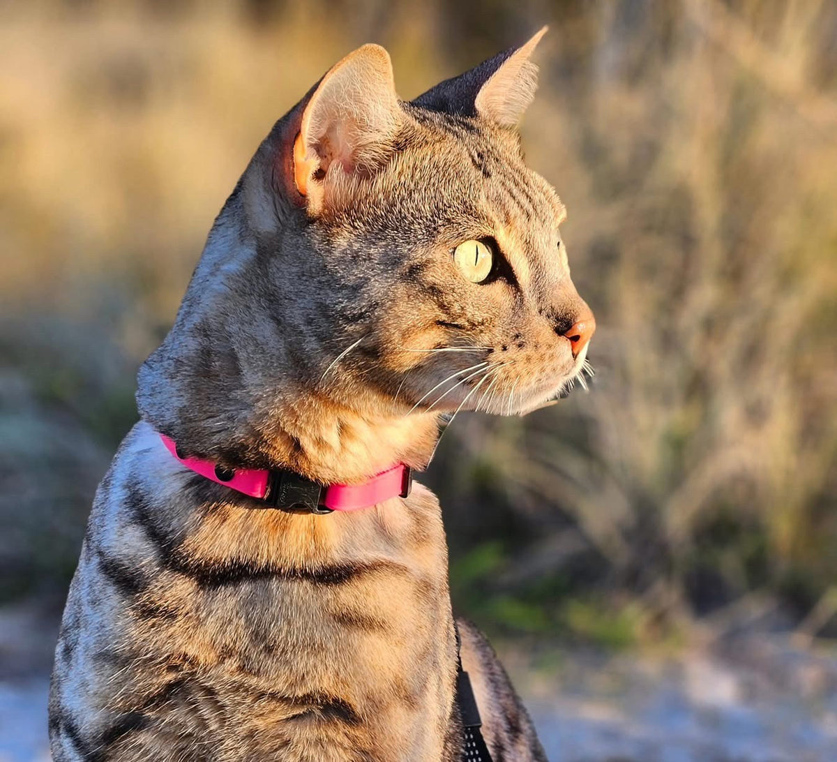 A tabby cat with a pink collar sitting outdoors in warm afternoon light