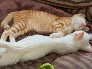Why Is My Cat Pooping Outside the Litter Box Suddenly? Non-Medical Factors to Check
