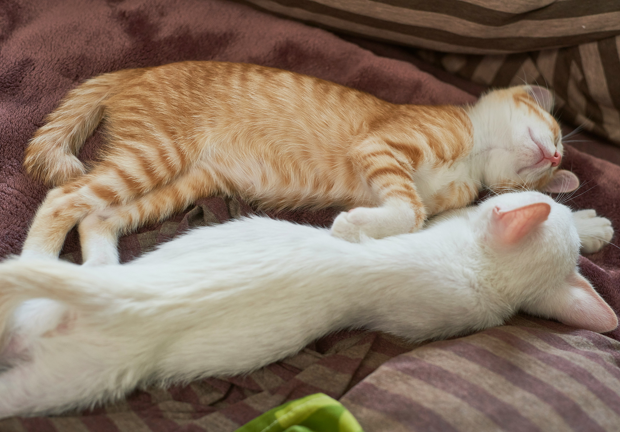 Why Is My Cat Pooping Outside the Litter Box Suddenly? Non-Medical Factors to Check