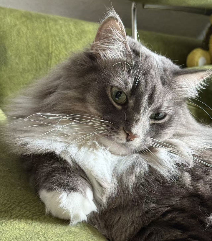 A grey and white long-haired cat resting on a green sofa cushion