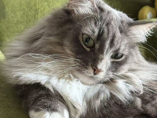 Don't Wait Until Urinary Blockage Takes Your Cat