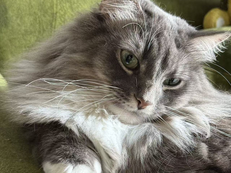 Don't Wait Until Urinary Blockage Takes Your Cat