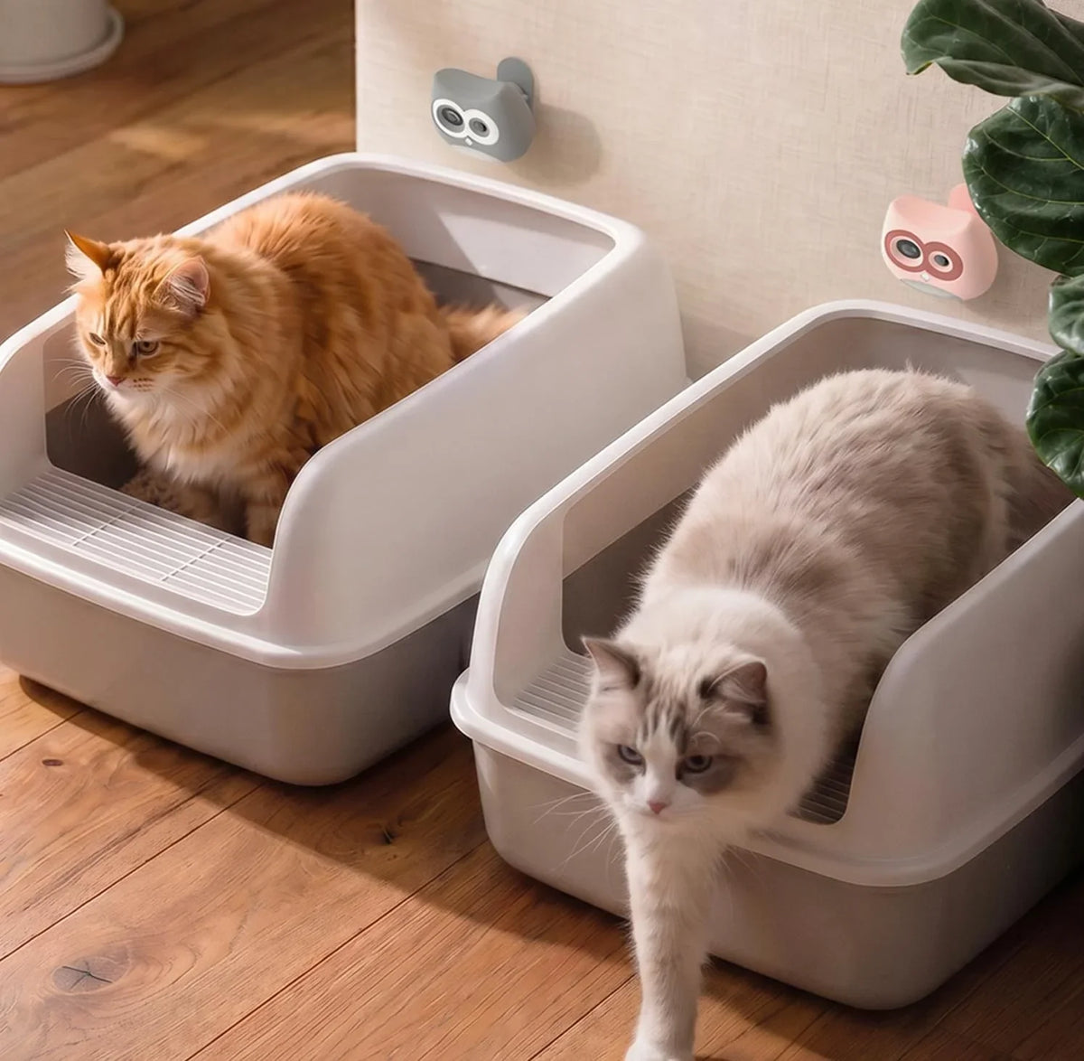 Multi-cat household setup, SiiPet LitterLens owl cameras watching orange tabby and ragdoll cat in litter boxes