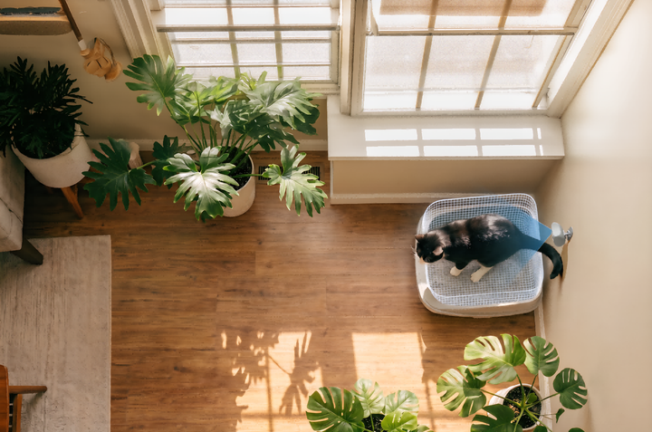CKD Staging in Cats: What Stages 1-4 Mean and What Changes Between Them