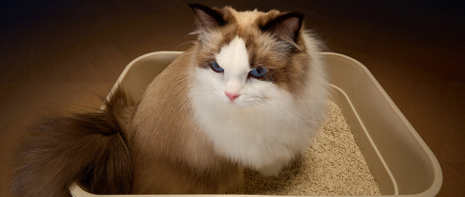 Is LitterLens the Best Smart Litter Box Monitor?