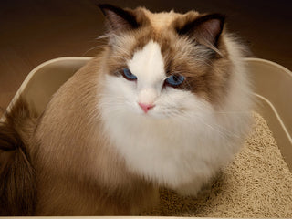 Is LitterLens the Best Smart Litter Box Monitor?