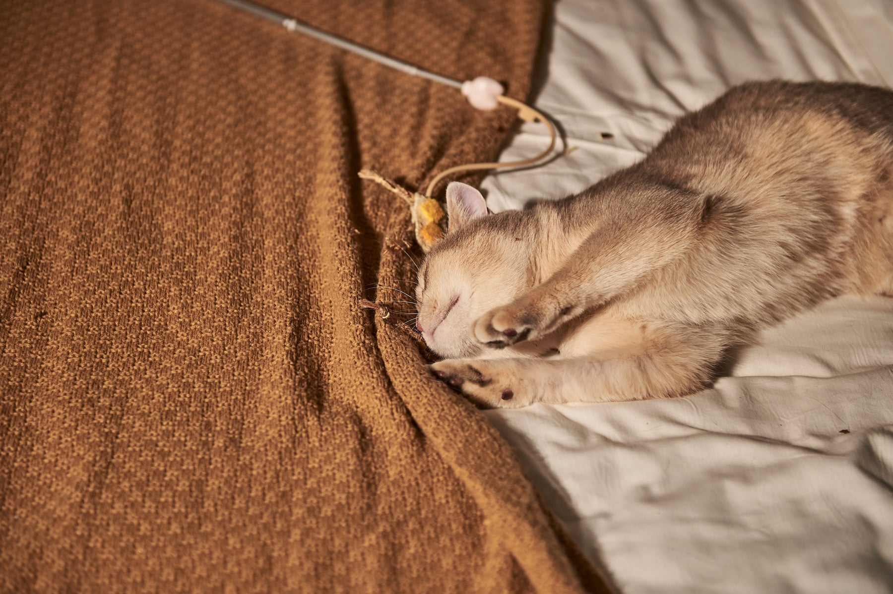 What Does a Cat Poop Color Chart Mean for Your Cat's Health?
