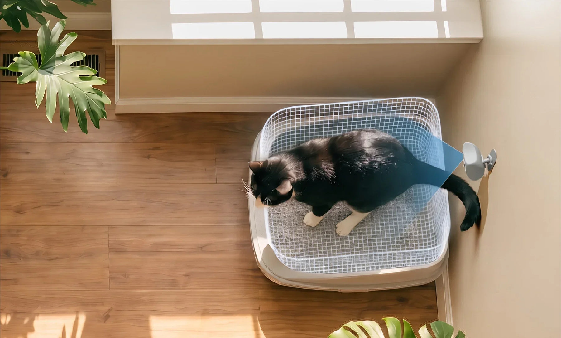 Top‑down shot of SiiPet LitterLens wall‑mounted pet camera monitoring black‑and‑white cat using litter box inside bright home room