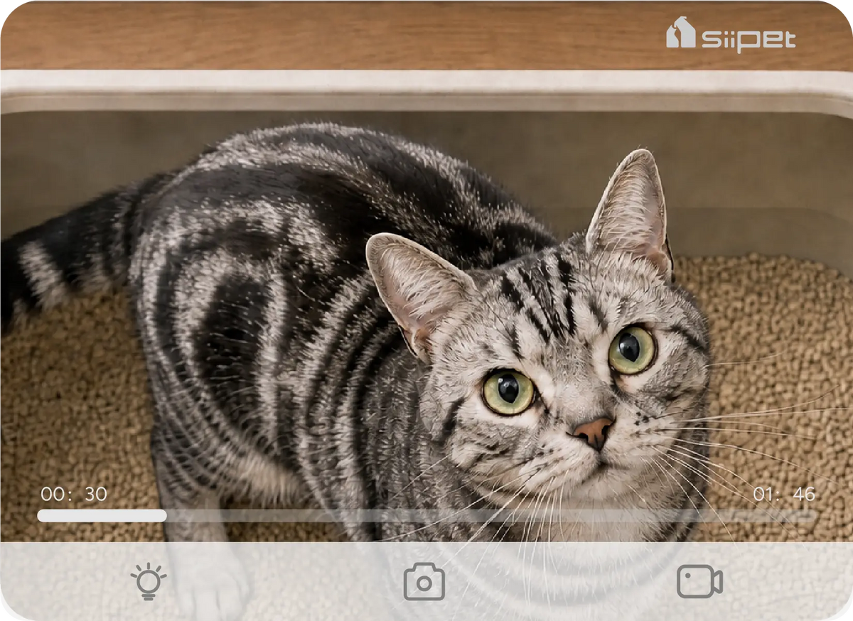 What Is the Best Cat Camera?