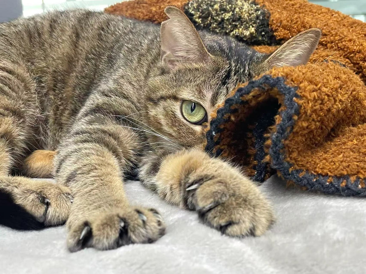 Tabby cat peeking from behind blanket on sofa