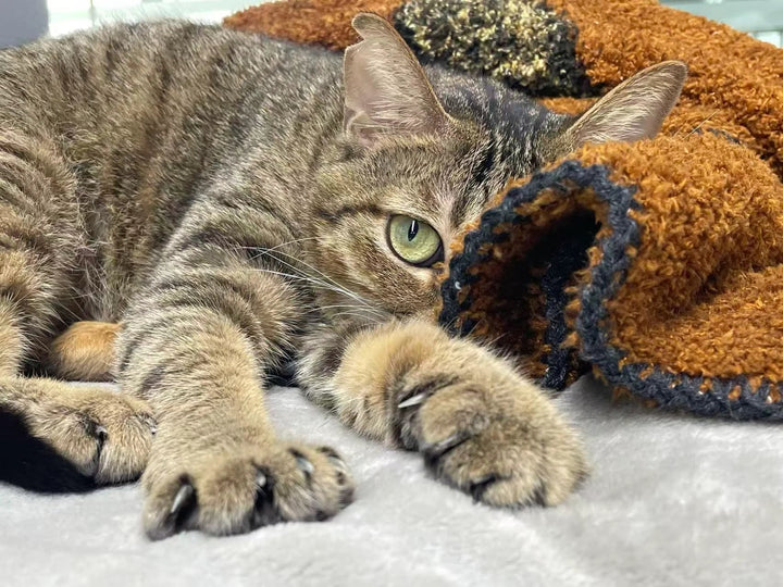 Tabby cat peeking from behind blanket on sofa