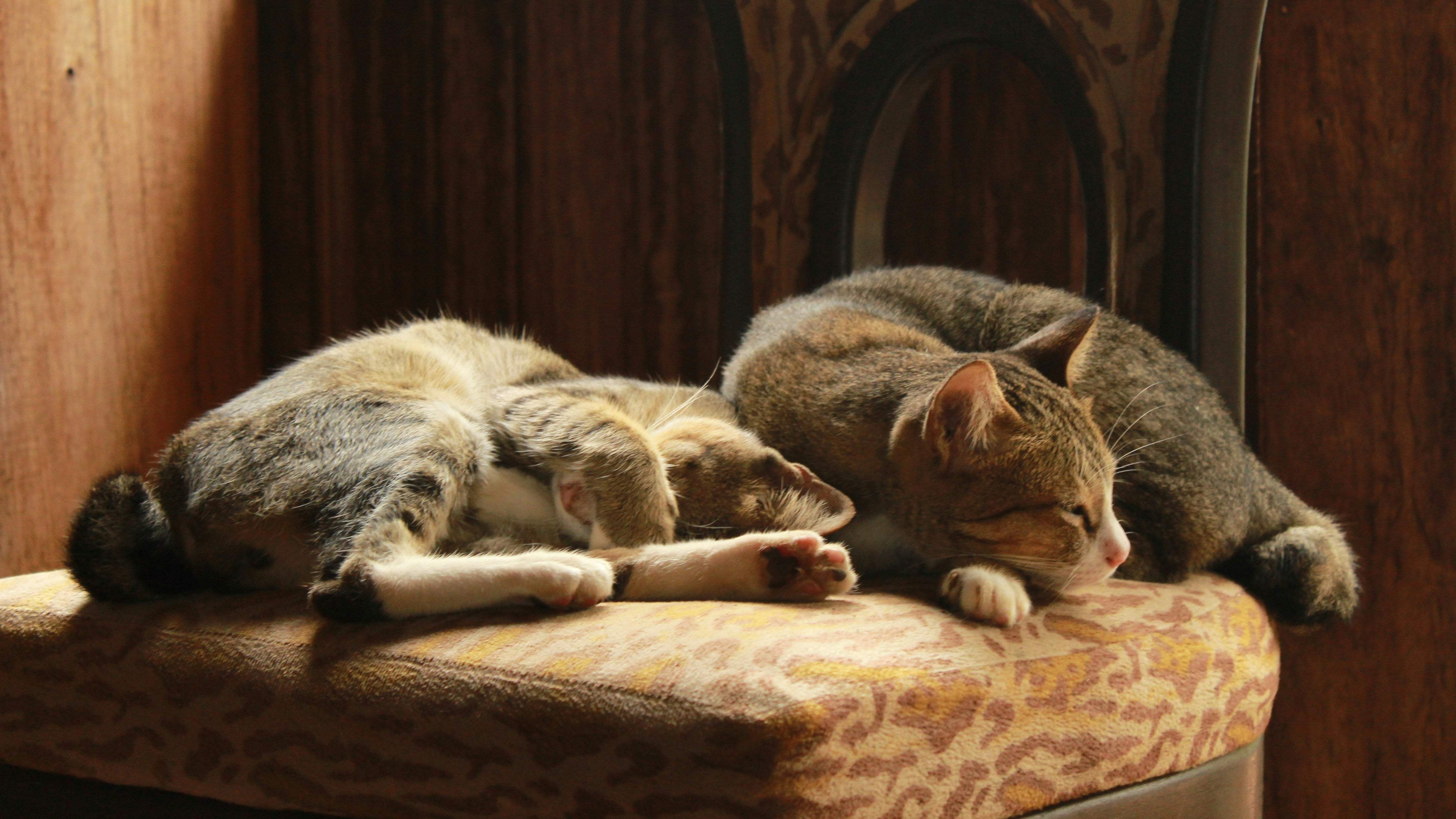 Two tabby cats sleeping closely together on patterned upholstered chair, warm natural light, wooden wall background, peaceful cozy domestic pet scene