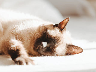 Cat Upset Stomach or Feline Gastroenteritis? When Vomiting and Diarrhea Need Care
