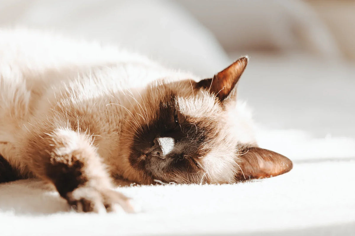 Cat Upset Stomach or Feline Gastroenteritis? When Vomiting and Diarrhea Need Care