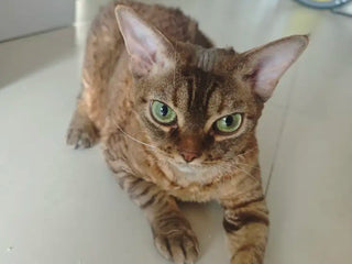Mastering the Litter Box: Shared by JJ's Parent