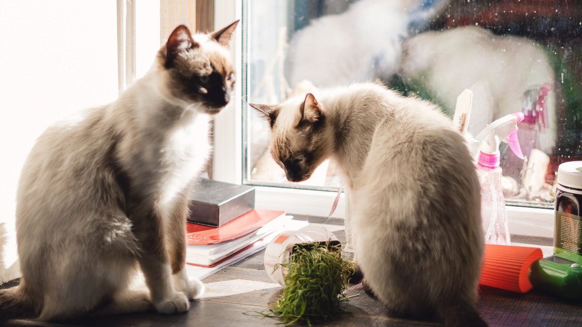 Two Siamese cats sitting side by side near a bright window in a multi-cat home