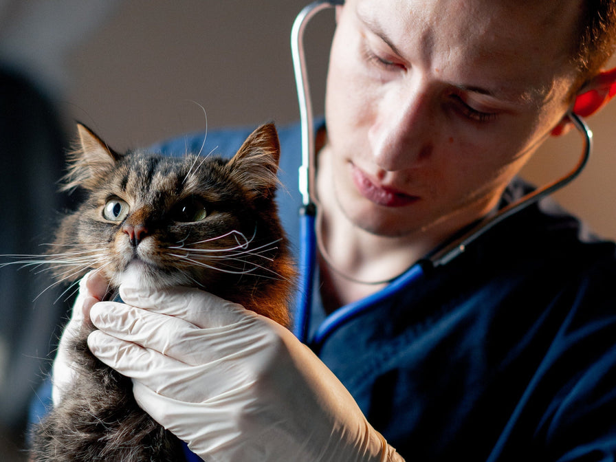 How to Use a Cat Fecal Score Chart and Why a Stool Photo Is Not Enough for a Vet