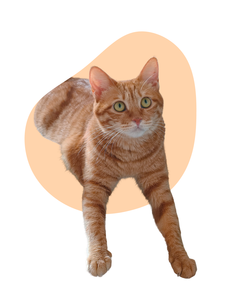 Love, Monitored. Joy, Multiplied.