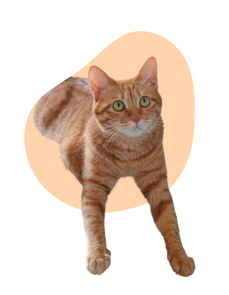 Love, Monitored. Joy, Multiplied.