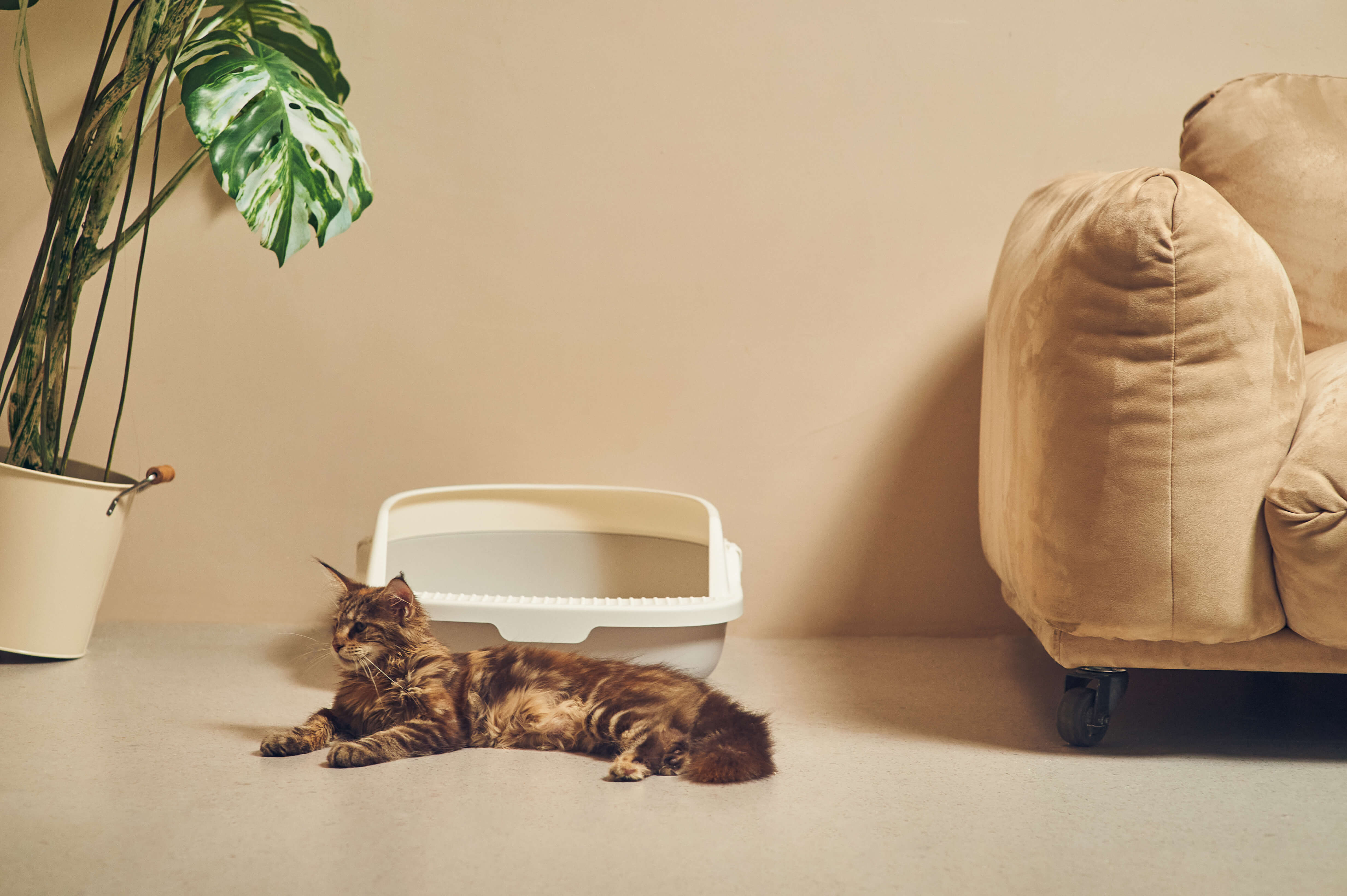 Siipet Official Store | Pet Camera for Dogs & Cats | Powered by AI