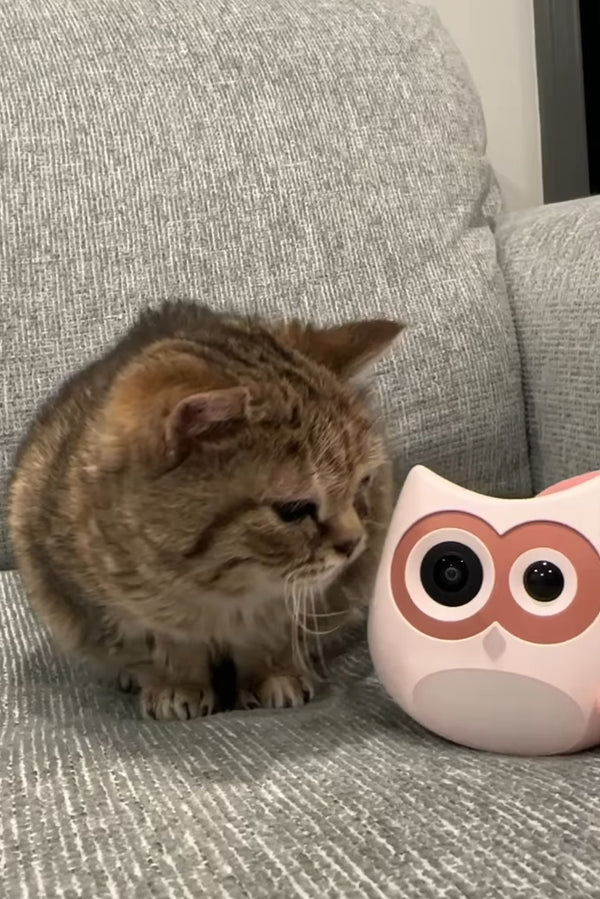 "If you’re unsure about your cat's litter box habits and need peace of mind while they’re."